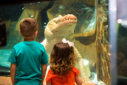 Newport Aquarium Photo