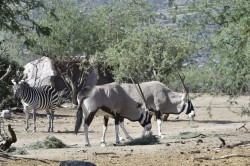 Out of Africa Wildlife Park Photo