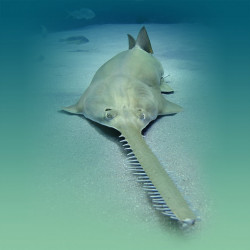 Georgia Aquarium Photo