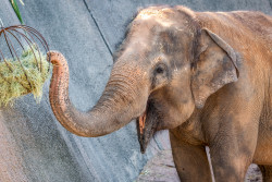 Phoenix Zoo Photo