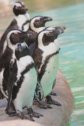 ZooTampa at Lowry Park Photo